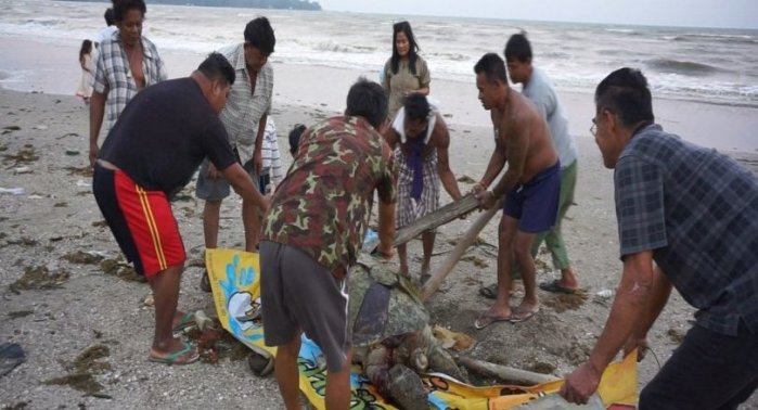 Erneut kostete der in thailändischen Gewässern schwimmende Plastikmüll das Leben eines Meeresbewohners. Foto: The Nation