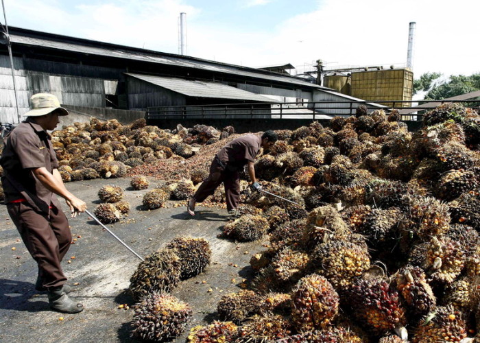 Thailändische Arbeiter kontrollieren Palmen in einer Fabrik zur Herstellung von Biodiesel im Bezirk Ao Luek, Krabi. Foto: epa/Narong Sangnak
