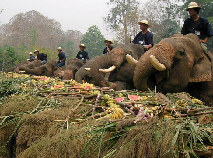 Die Pflanzenfresser benötigen täglich ca. 10 Prozent ihres Körpergewichts an Futter. Für die Kosten können viele Elefantenbesitzer nicht mehr allein aufkommen. Foto: epa/Pongmanat Tasiri