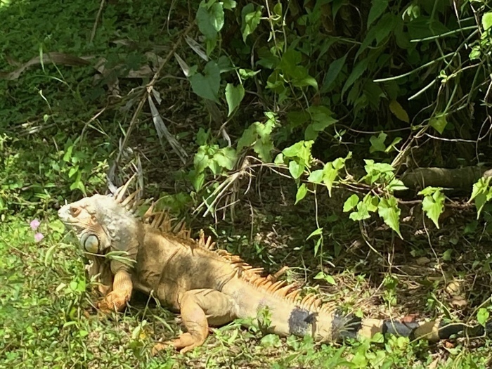 Eindrücklich sind nach wie vor die vielen Iguanas, die den Discovery Garden Pattaya bevölkern. Fotos: hf