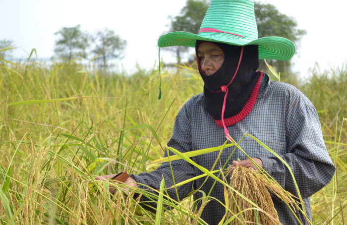 Reisbäuerin in Pattalung im tiefen Süden des Landes. Foto: epa/Roonarit Boonthong