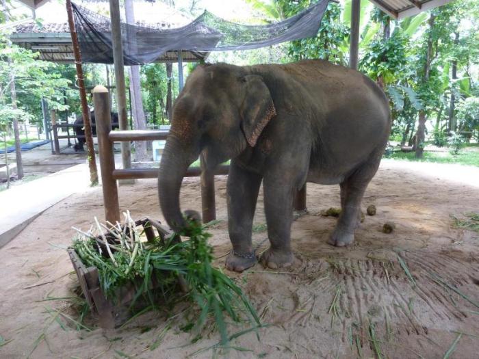 Geburtsstation für Elefantenbabys