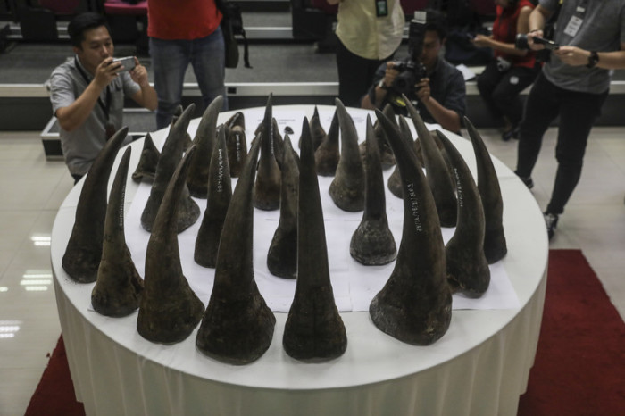Der Zoll präsentiert auf einer Pressekonferenz die konfiszierten Hörner. Foto: epa/Fazry Ismail
