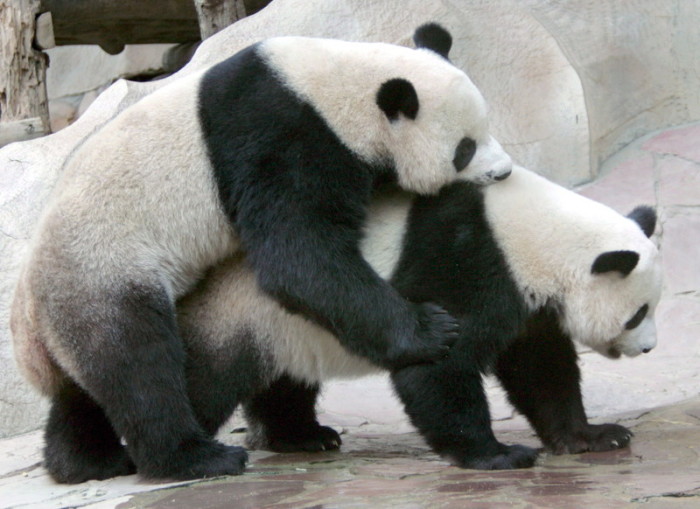 Pandas bleiben in Chiang Mai