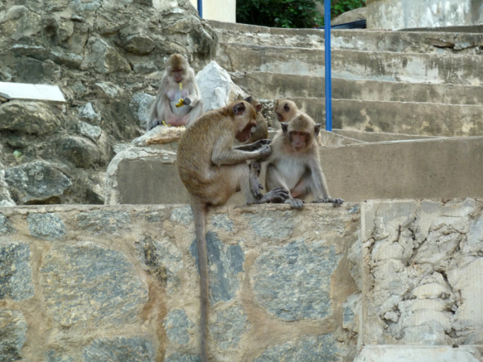 Makaken auf dem Khao Takiab. Foto: Jahner
