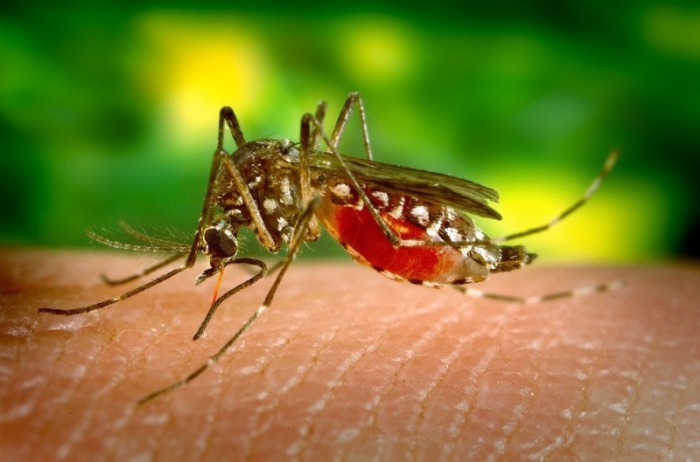 Ein Ausbruch des Dengue-Fiebers hat zwei Menschen in Nakhon Ratchasima getötet, mehr als 1.000 weitere sind erkrankt. Foto: Pixabay 