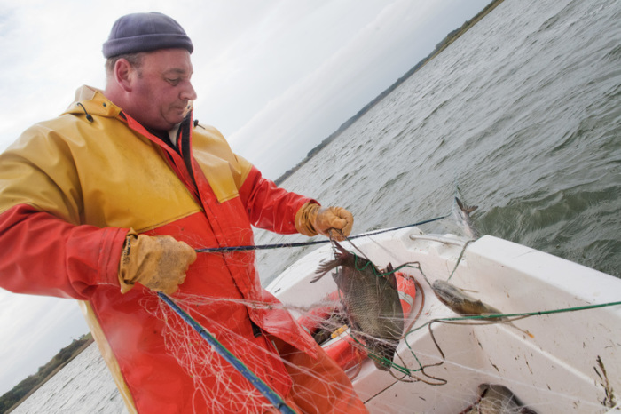 Der Fischer Ralph Krehl holt von seinem Arbeitsboot auf dem Deviner See, am Strelasund, in Sichtweite der Insel Rügen, ein Netz ein. Foto: Stefan Sauer/Dpa-zentralbild/dpa