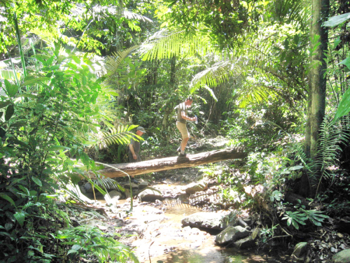 Tarzan war nicht zuhause – die Dschungelrunde wird wenig besucht. Foto: Holandan