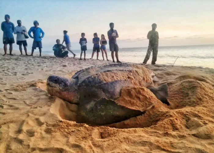 Gefährdete Meereslebewesen wie die Lederschildkröten fühlen sich derzeit vom Menschen weniger bedroht und dringen wieder verstärkt in Gefilde vor, an denen sich normalerweise Touristen tummeln. Foto: The Thaiger