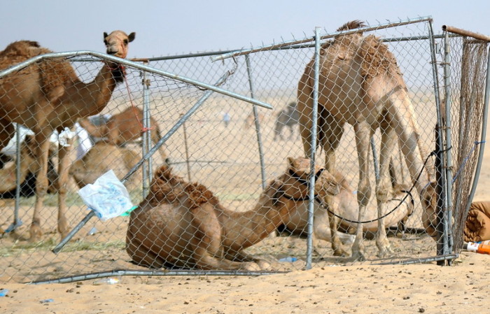 Kamele in einer Wüstengegend auf der katarischen Seite des Grenzübergangs Abu Samra zwischen Katar und Saudi-Arabien. Foto: epa/Noushad Thekkayil