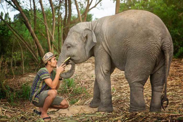 Die Begegnung mit Elefanten zählt für jeden Thailand-Urlauber zu den Höhepunkten des Aufenthaltes. Foto: Elephant Jungle Sanctuary Pattaya