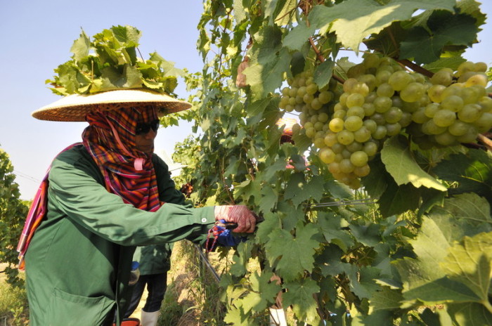 Derzeit ist Traubenlese in Thailand. In den Weingütern des Landes kann man den Winzern über die Schulter schauen. Foto: epa/Udo Weitz