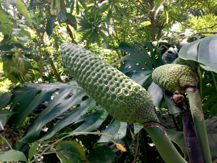 Diese großen Samenständer sind essbar, hoffentlich finde ich sie in Kolumbien zum Probieren. Fotos: hf
