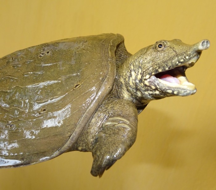 Der neueste „Greater Mekong New Species Report“ wurde veröffentlicht. Hier zu sehen: eine Schildkröte mit einem Rüssel. Foto: Thomas Ziegler/Wwf/dpa