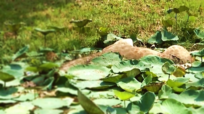 In einem Teich unweit der Straße fanden die Suchtrupps das tote Tier. Es wird vermutet, dass es sich nicht mehr aus eigener Kraft aus seiner misslichen Lage befreien konnte, nachdem es indas Gewässer gestürzt war. Foto: The Nation