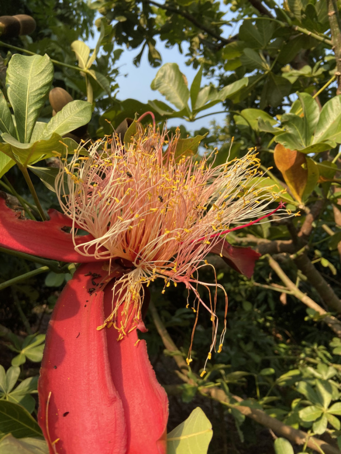 Der Pachira-insignis-Baum produziert nun erstmals wahnsinnige Blüten, später leckere Malabar-Kastanien. Fotos: hf