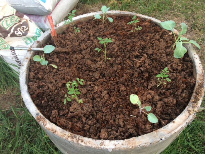 Das neue Hochbeet ist rasch mit Tomaten- und Blumenkohlsetzlingen bepflanzt, hoffentlich klappt alles. Fotos: hf