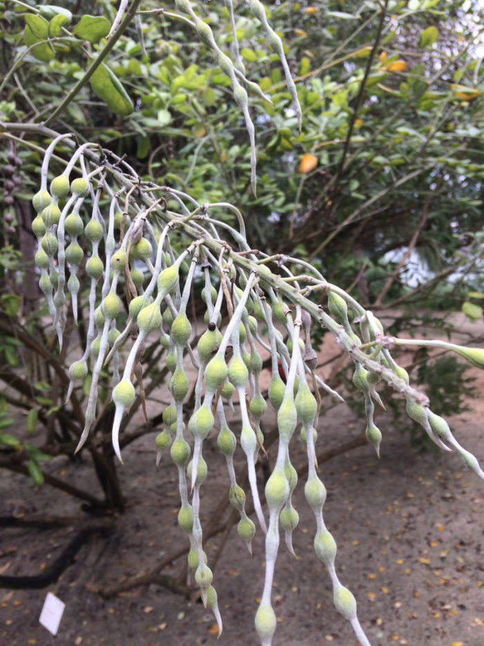 Eindruck gemacht haben mir die filigranen Silberbüsche mit ihren feinen Samenbehältern: Hübsch. Fotos: hf