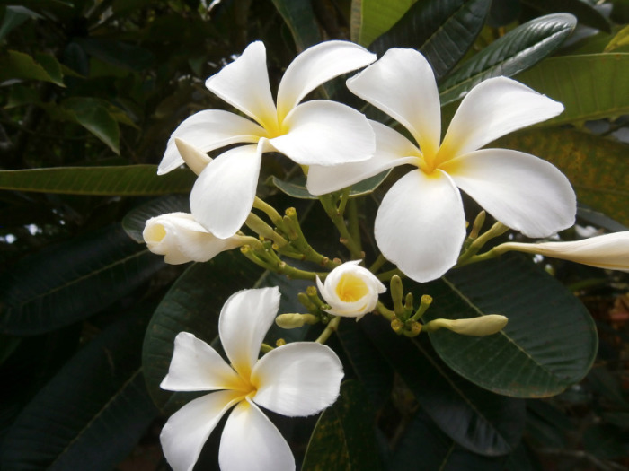 Die Blüten der Frangipani sind nicht nur schön, sie riechen auch himmlisch, besonders stark in der Nacht.