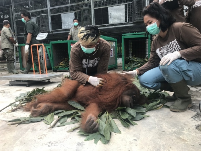 Ein Expertenteam der Tierschutzorganisation Borneo Orangutan Survival (BOS) untersucht auf der Insel Borneo in der Affen-Rettungsstation Nyaru Menteng einen Orang-Utan vor der Auswilderung in den Dschungel. Fotos: picture alliance / Christoph Sator/dpa