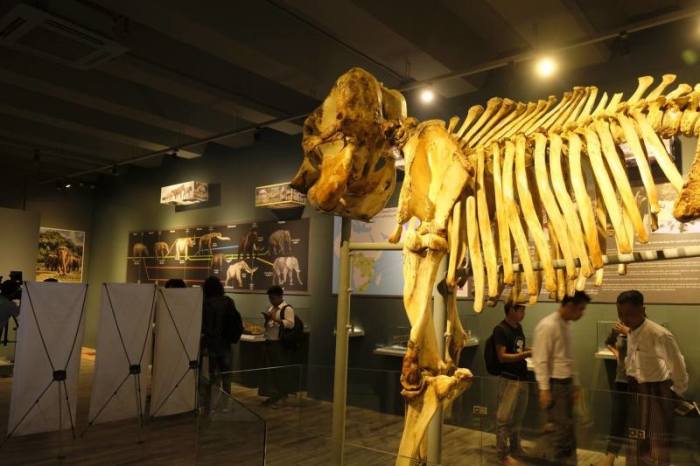 Ausgestelltes Elefanten-Skelett im ersten Museum über Dickhäuter in Myanmar. Foto: WWF Myanmar