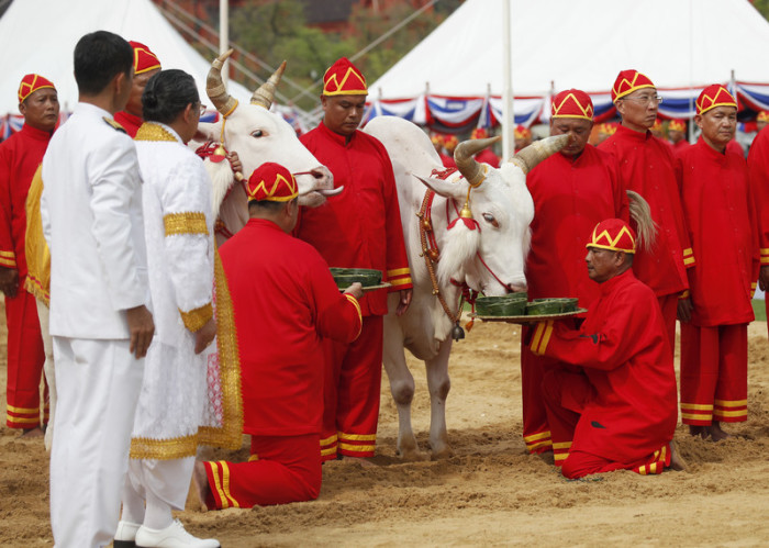 Auch die Königliche Pflugzeremonie fällt Corona zum Opfer. Foto: epa/Rungroj Yongrit