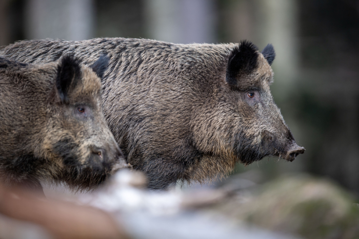 Zwei Wildschweine stehen auf einem Plateau im Wald und beobachten die Umgebung. Foto: epa/Foto: Lino Mirgeler/dpa