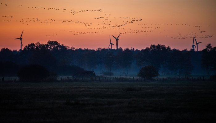 Kraniche fliegen über Windkraftanlagen und nebelbehangene Felder. Foto: Lino Mirgeler/Dpa