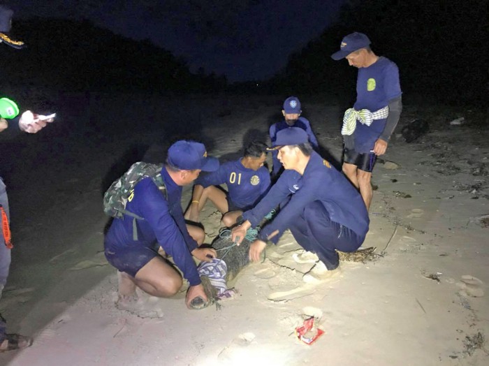 Phuket atmet auf, das gesuchte Krokodil wurde gefangen. Foto: The Thaiger