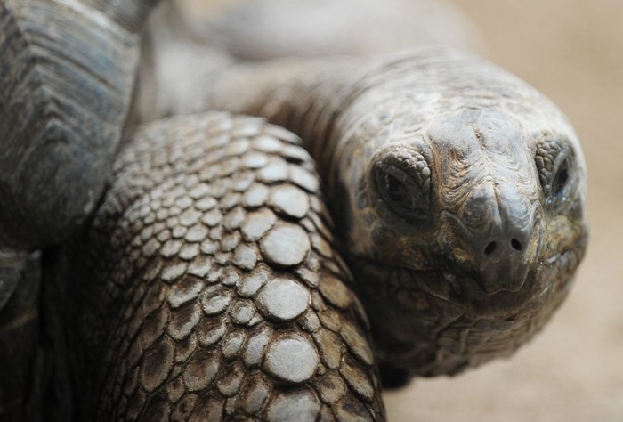 Galapagos-Schildkröte im Zoo Zürich.Foto: epa/Steffen Schmidt