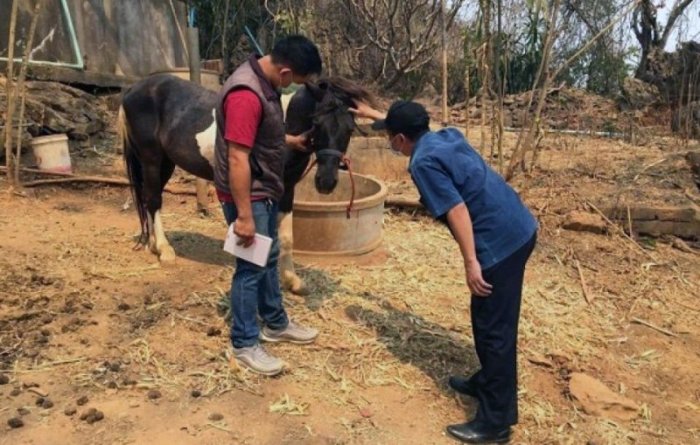 Pferdebesitzer laufen bei den Behörden Sturm, nachdem die afrikanische Pferdepest thailandweit mehr als 200 Tiere getötet hat. Foto: The Thaiger/ MCOT.net