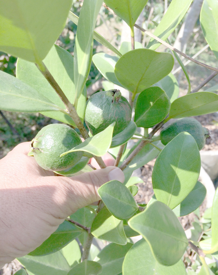 Erstmals entwickeln sich gelbe Stachelbeer-Guvaen, die Samen dafür kamen aus dem fernen La Réunion. Fotos: hf