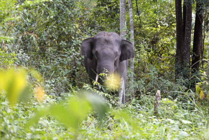 Im von Menschen bewohnten Gebiet von Negeri Antara taucht ein wilder Elefant auf. Foto: epa/Hotli Simanjuntak
