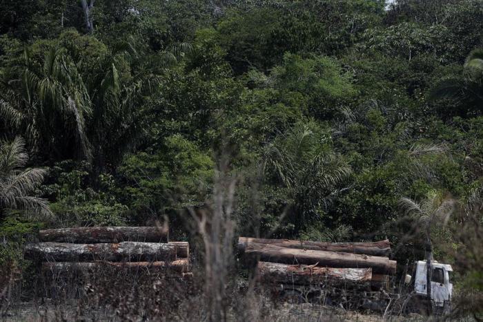 Ein Fahrzeug in der Gemeinde Apui, im Süden des Amazonas, transportiert illegales Holz. Foto: epa/Fernando Bizerra