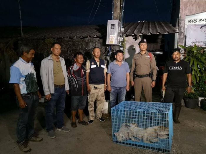 Polizei und weiteren Helfern gelang es, die aggressiven Hunde einzufangen und abzutransportieren. Foto: The Thaiger