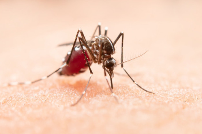 Dengue-Fieber ist eine zusätzliche Bedrohung für Menschenleben. Foto: Freepik/jcomp