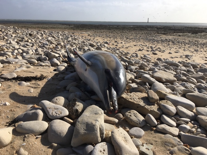 Ein toter Delfine liegt am Strand. Hunderte tote Delfine sind seit Jahresbeginn an Frankreichs Atlantikküste angespült worden. Foto: Hélène Peltier/Observatoire Pelagis