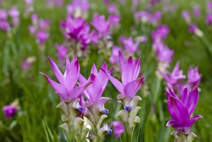 Aus dem ganzen Land strömen Besucher jedes Jahr herbei, um die farbenprächtigen Blumenwiesen zu bewundern. Foto: TAT