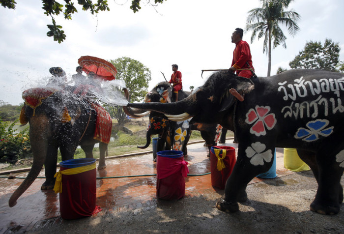 Elefanten, die Passanten mit Wasser bespritzen, sind vom Songkranfest in Ayutthaya nicht wegzudenken. Foto: epa/Rungroj Yongrit
