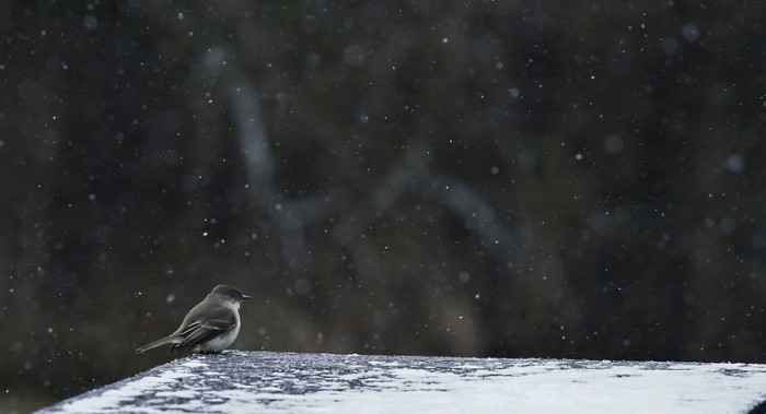 In der Nähe von Commerce, Texas, sitzt ein kleiner Vogel im Schnee. Foto: epa/Larry W. Smith