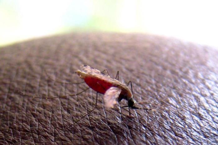 Malaria breitet sich aus