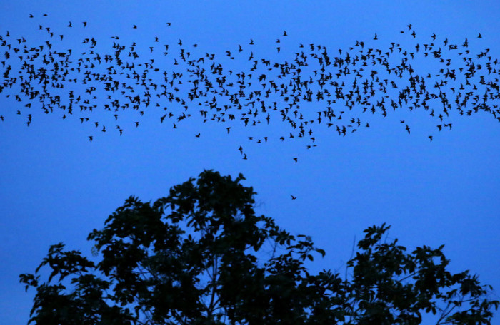 Unzählige Fledermäuse fliegen aus der Khangkhao-Höhle in Ratchaburi. Foto: epa/Barbara Walton