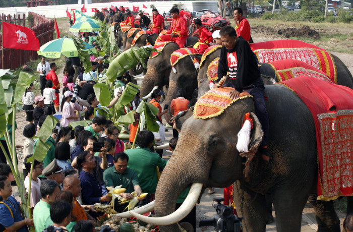 Am Nationalen Elefantentag wird den Tieren vielerorts Obst dargeboten, in Ayutthaya sogar in Buffetform. Foto: epa/Rungroj Yongrit
