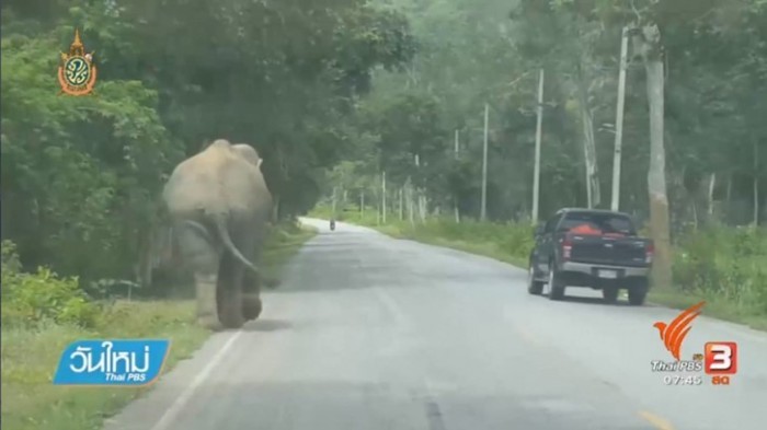 Elefanten gefährden Besucher des Wasserfalls Pa Lu-u