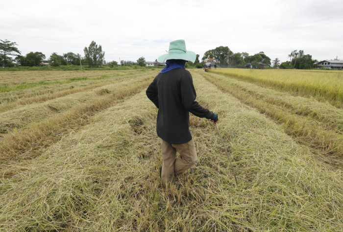 Einkommensschwache Farmer sollen von der Regierung unterstützt werden. Foto: epa/Narong Sangnak