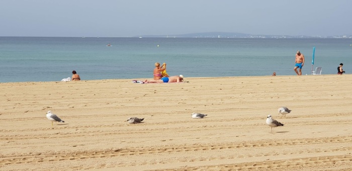 Strand auf Mallorca. Foto: DER FARANG/Mr