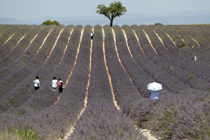 Touristen fotografieren ein Lavendelfeld in Valensole. Foto: epa/Sebastien Nogier