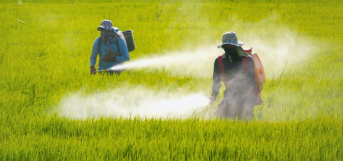 Thailands Gesundheitsminister ist zuversichtlich, dass das Verbot für risikoreiche Pestizide am 1. Juni in Kraft tritt, trotz Widerstand aus dem Industrieministerium. Foto: The Nation