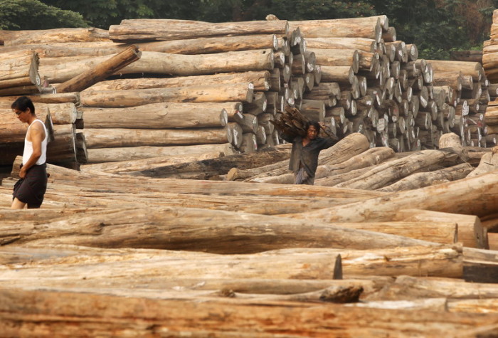 Das illegale Abholzen von Regenwald ist in Kambodscha ein riesiges Geschäft. Das meiste Tropenholz wird von einer Holzmafia über Vietnam nach China gebracht. Umweltschützer vermuten, dass korrupte Beamte daran kräftig verdienen. Foto: epa/Barbara Walton