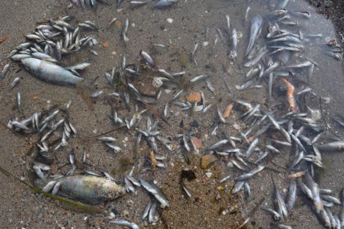 Toter Fisch taucht im Kleinen Meer auf. Foto: epa/Anse Handout